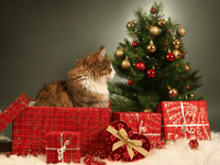 Tuinposter Kat met kerstcadeaus - thumbnail