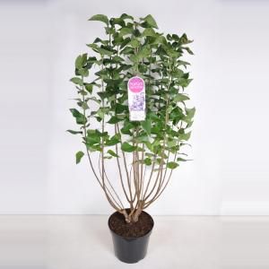 Sering (syringa vulgaris "Nadezhda") - 90-120 cm - 1 stuks