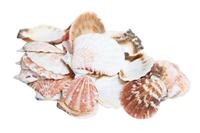 CF-NatureCraft Kam schelpen 3-4 cm 500g natuur slakken zeesterren aquarium decoratie