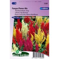 Celosia Argentea Plumosa zaden Pampus Hanekam - thumbnail