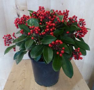 Skimmia met bes 40 cm - Warentuin Natuurlijk