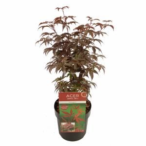 Japanse esdoorn (Acer palmatum "Bloodgood") heester - 50-60 cm - 1 stuks