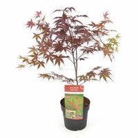 Japanse esdoorn (Acer palmatum "Bloodgood") heester - 50-60 cm - 1 stuks - thumbnail