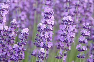 Lavendel