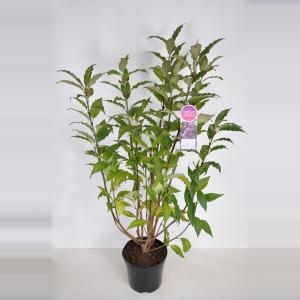 Sering (syringa villosae "Royalty") - 90-120 cm - 1 stuks