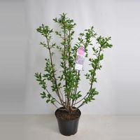 Sering (syringa villosae "Royalty") - 90-120 cm - 1 stuks