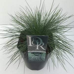 Zwenkgras (Festuca glauca "Elijah Blue") siergras - In 5 liter pot - 1 stuks