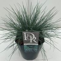 Zwenkgras (Festuca glauca "Elijah Blue") siergras - In 5 liter pot - 1 stuks - thumbnail