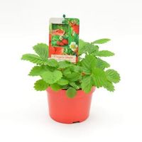 Bosaardbei (fragaria vesca) fruitplanten - 8 stuks - thumbnail