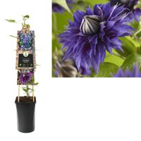 Clematis Multi Blue - bosrank 75 cm