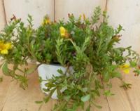 3 stuks! Portulaca eenjarig geel - Warentuin natuurlijk