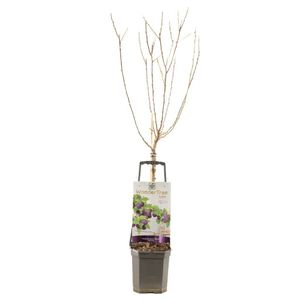 Pruimenboom Prunus dom Opal wondertree