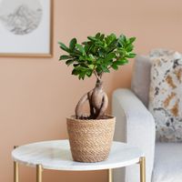 Ficus Ginseng - P12