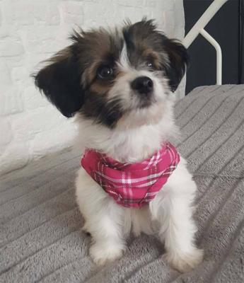 Hondentuig Comfy Harnass Scottish Hot Pink Hondentuig Comfy Harnass Scottish Hot Pink