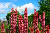 Lupine - thumbnail