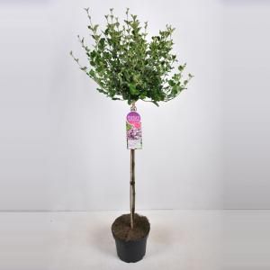 Dwergsering op stam (syringa meyeri "Palibin") - 90 cm - 1 stuks