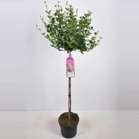 Dwergsering op stam (syringa meyeri "Palibin") - 90 cm - 1 stuks - thumbnail