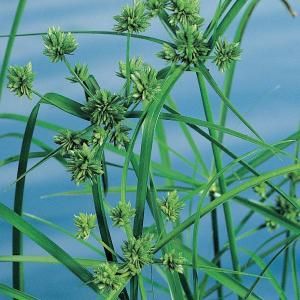 Parapluplant (Cyperus alternifolius) moerasplant (6-stuks)