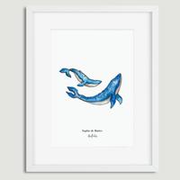 Aquarel illustratie walvis door Sophie de Ruiter
