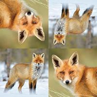 Esschert Design TP186 Fox servetten