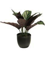 Calathea zonneschijn in pot 25cm - thumbnail