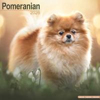 Pomeranian Calendar 2026 Square Dog Breed Wall Calendar - 16 Month