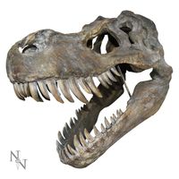 Nemesis Now Tyrannosaurus Rex Dinosaurus Schedel Wanddecoratie - 51.5 cm - thumbnail