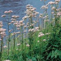 Echte valeriaan (Valeriana officinalis) moerasplant (6-stuks) - thumbnail