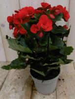 Begonia dubbelbloemig rood kamerplant Warentuin Natuurlijk - Warentuin natuurlijk