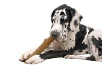 PETSTAGES DOGWOOD DURABLE STICK LARGE 20 CM - thumbnail