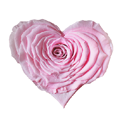 Longlife Rozenhartje lichtroze Longlife Rozenhartje lichtroze