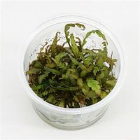 Hygrophila pinnatifida - 3 stuks - aquarium plant - thumbnail