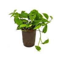 Scindapsus Epipremnum aureum hydrocultuur hangplant - thumbnail