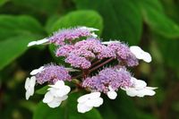 Fluweelhortensia