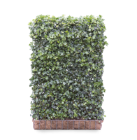 Kleinbladige klimop mobilane kant en klaar haag