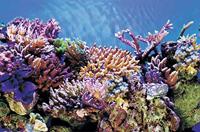 Superfish deco poster a2 60x49 cm