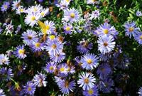 Aster