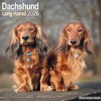 Longhaired Dachshund Calendar 2026 Square Dog Breed Wall Calendar - 16 Month