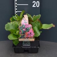 Schoenlappersplant (bergenia cordifolia) bodembedekker - 4-pack - 1 stuks - thumbnail