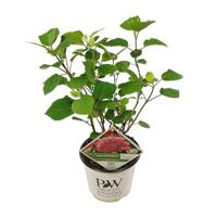 Hydrangea arborescens 'Pink Annabelle' varens, roze, 25 x 25 x 25 cm, 0028