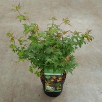 Japanse esdoorn (Acer palmatum "Little Princess") heester - 40-50 cm - 1 stuks