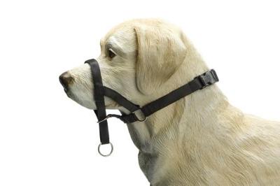 Beeztees dog control - halsband hond - zwart - m Beeztees dog control - halsband hond - zwart - m