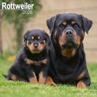 Rottweiler Calendar 2026 Square Dog Breed Wall Calendar - 16 Month