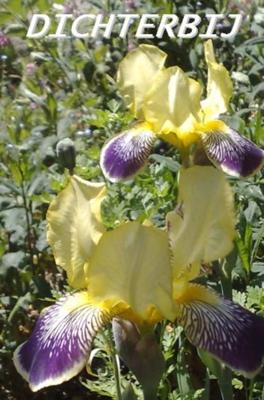 Dichterbij - Rolinka Tessensohn - Rijsdijk - Paperback (9789491026232) Dichterbij - Rolinka Tessensohn - Rijsdijk - Paperback (9789491026232)