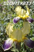 Dichterbij - Rolinka Tessensohn - Rijsdijk - Paperback (9789491026232)