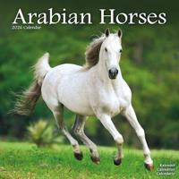 Arabian Horses Calendar 2026 Square Horses Wall Calendar - 16 Month