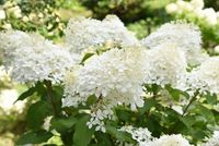 Pluimhortensia - thumbnail