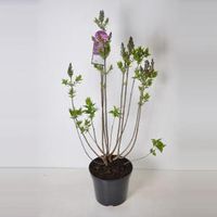 Sering (syringa vulgaris "Ruhm von Horstenstein") - 90-120 cm - 1 stuks - thumbnail