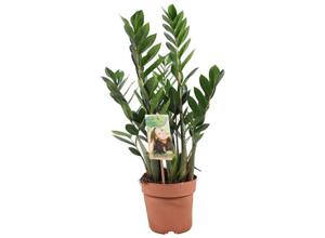 Zamioculcas Zamiifolia 'ZZ' plant