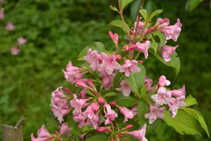 Weigela op stam